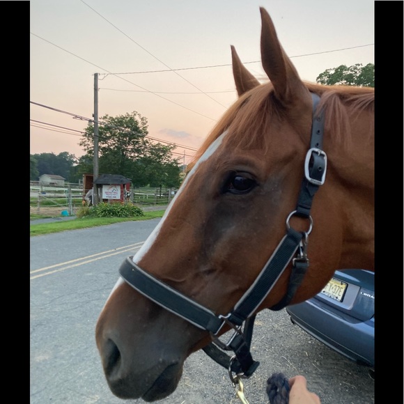 Meet your Posher, Francesca - Picture 9 of 16